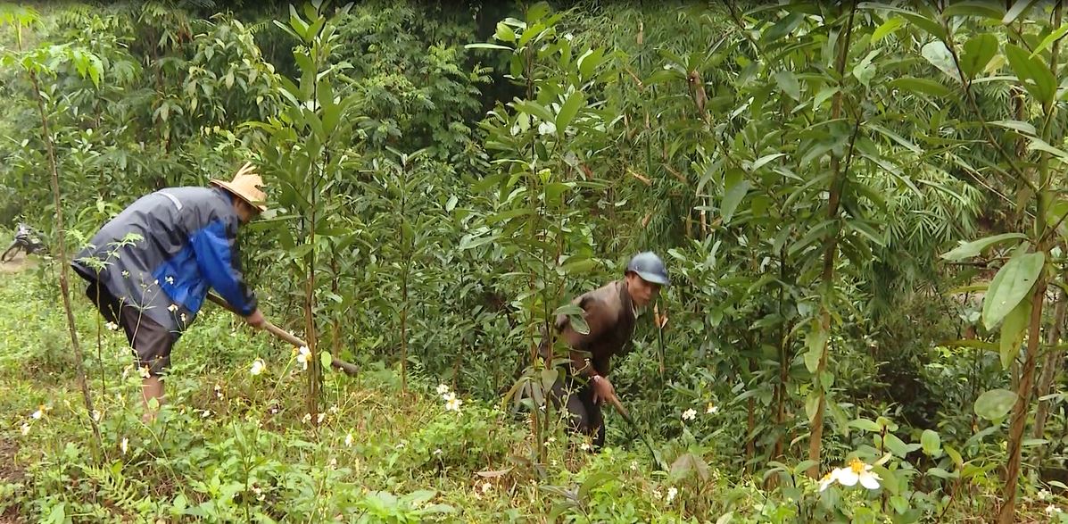 Bắc Quang: Hiệu quả cao từ phát triển kinh tế rừng
