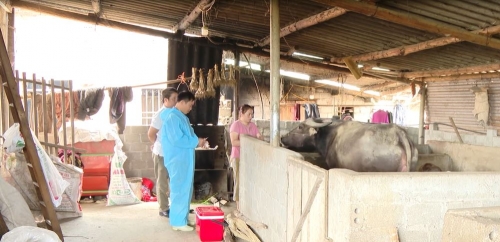Chủ động phòng chống dịch bệnh trên đàn vật nuôi