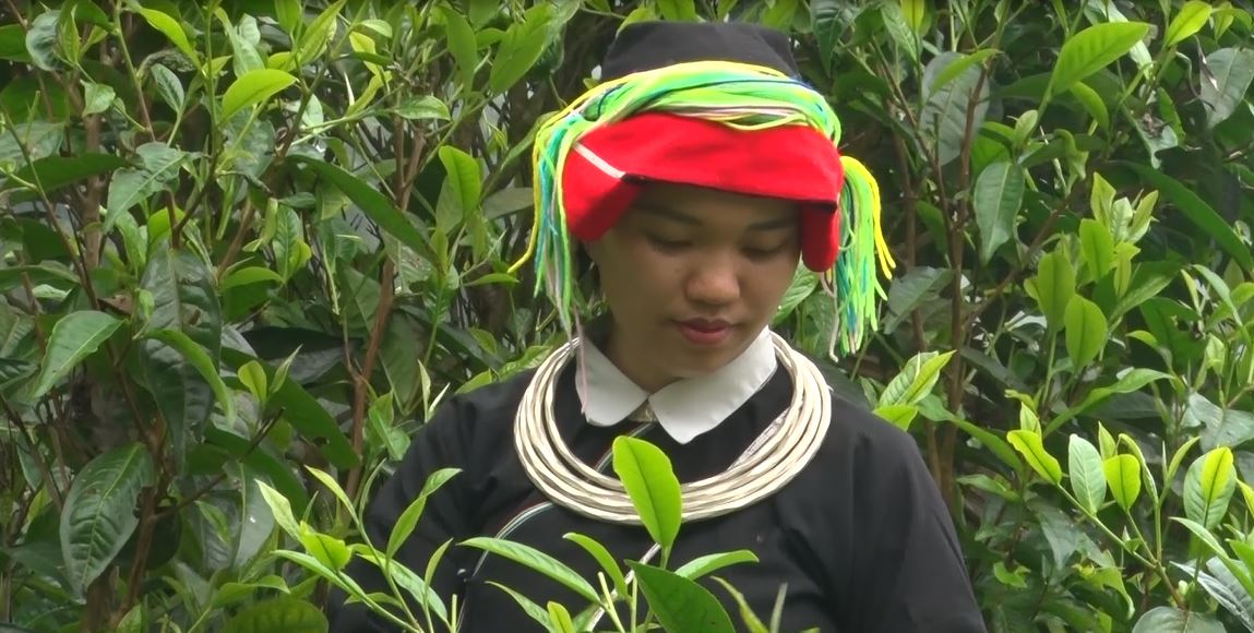 Vị Xuyên: Cô gái dân tộc Dao thành công từ cây Chè Shan Tuyết