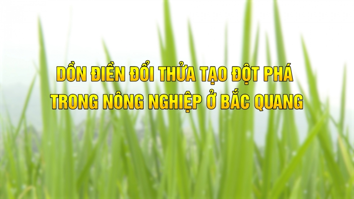 Dồn điền đổi thửa tạo đột phá trong nông nghiệp ở Bắc Quang - Ngày 4/4/2024