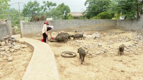 Mô hình chăn nuôi lợn đen của HTX Kim Ngân Lượng ở xã Phong Quang huyện Vị Xuyên - Ngày 23/5/2023