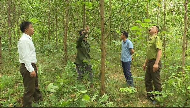Quang Bình phát triển rừng sản xuất gắn với chế biến lâm sản - Ngày 12/11/2023