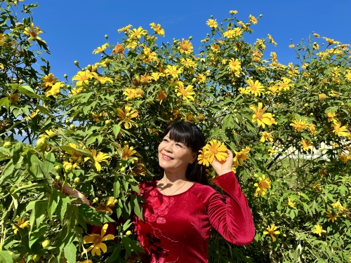 Rực rỡ mùa hoa Dã quỳ xã Phong Quang