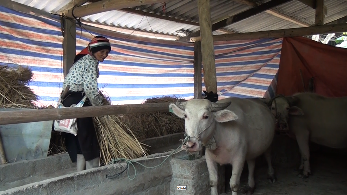 Vị Xuyên chủ động các biện pháp phòng chống rét cho đàn gia súc