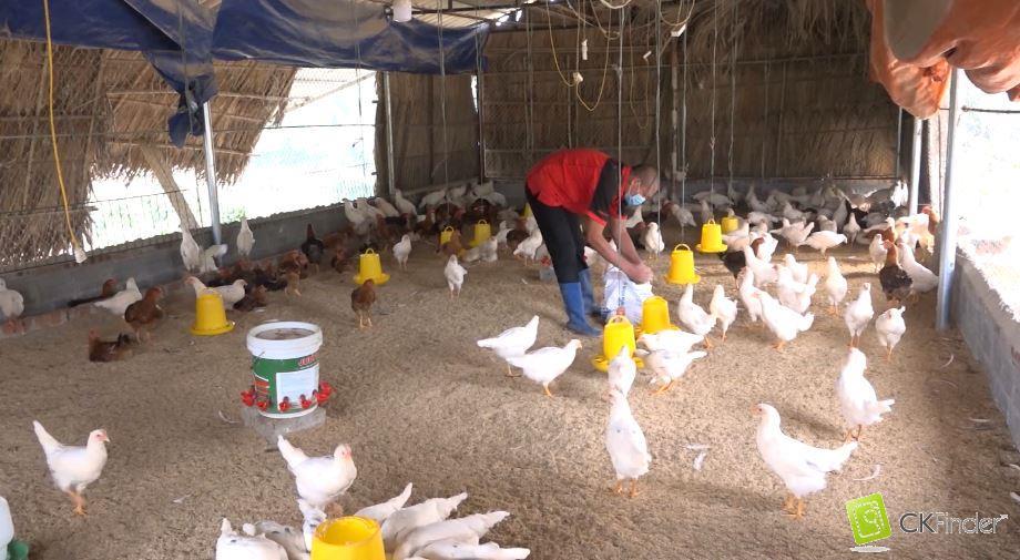Bắc Quang: Triển vọng phát triển giống gà J-Dabaco tại xã Tân Quang