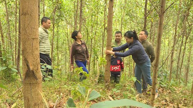 Hiệu quả bước đầu dự án ứng dụng KHCN trong nhân giống trồng rừng