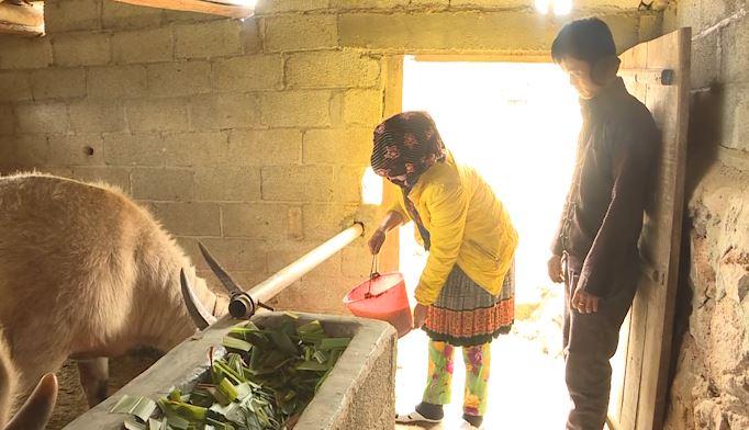 Huyện Yên Minh tăng cường công tác phòng chống rét cho đàn gia súc