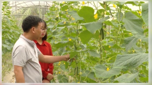 Hiệu quả mô hình trồng dưa Kichi trong nhà lưới ở Quang Bình - Ngày 25/10/2022