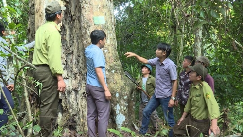 Phát huy hiệu quả, vai trò của các tổ đội quần chúng bảo vệ rừng 9/10/2022