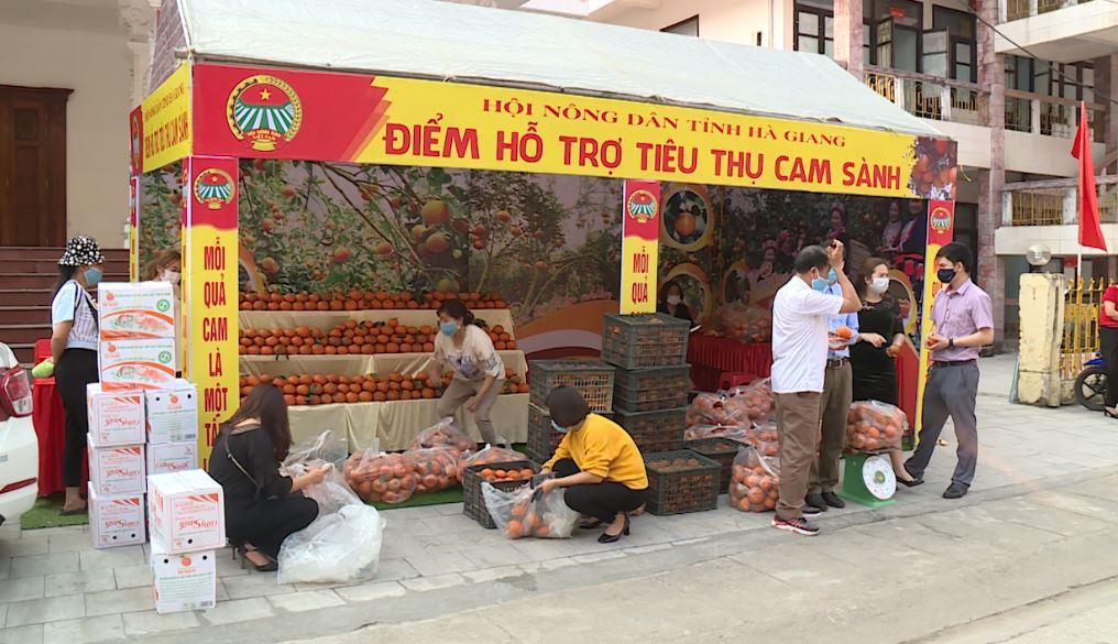 Hội Nông dân tỉnh hỗ trợ hội viên tiêu thụ Cam sành