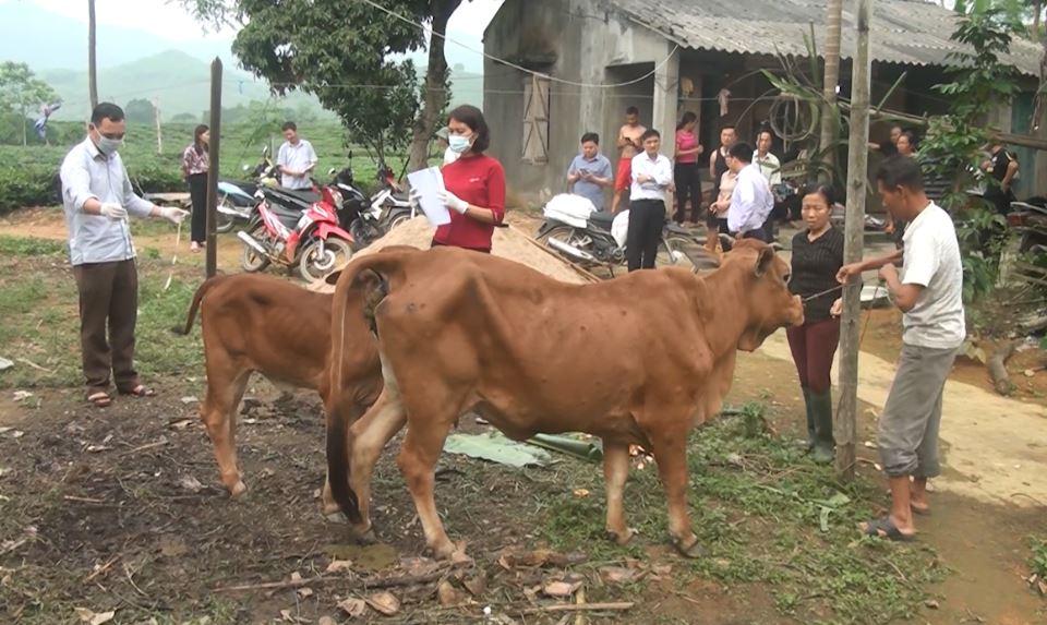 Bắc Quang triển khai tiêm vaccine viêm da nổi cục cho trâu bò