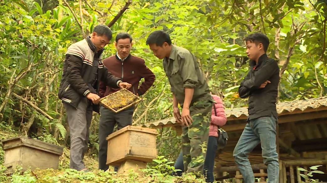Huyện Yên Minh có trên 7.000 tổ ong mật