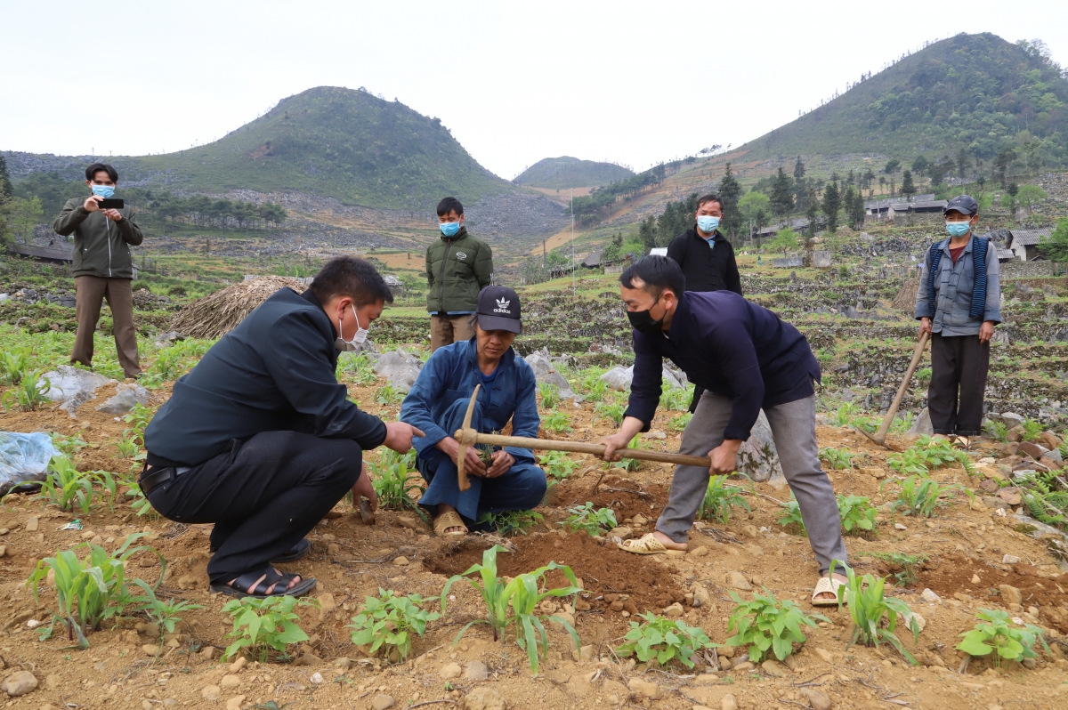 Chương trình “Hành động vì một Việt Nam xanh” trao tặng cây xanh tại Mèo Vạc