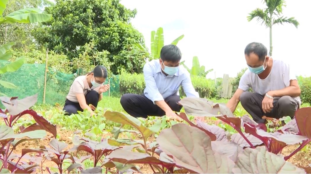 Cách làm hiệu quả trong cải tạo vườn tạp tại xã Quang Minh