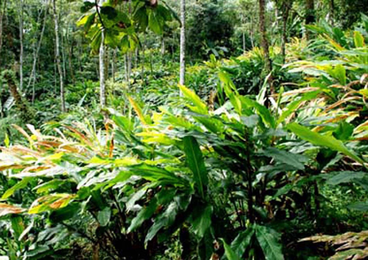 Mở rộng diện tích thảo quả - Nguy cơ đe dọa sự bền vững của rừng