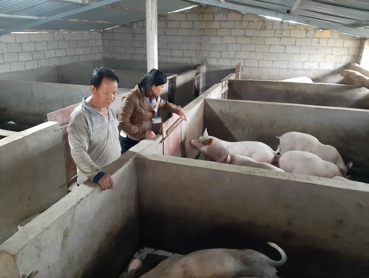 Bắc Quang khôi phục chăn nuôi lợn sau dịch bệnh