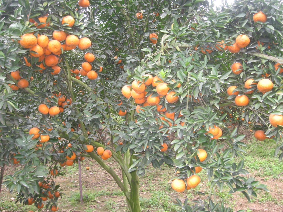 Nâng cao chất lượng- Yếu tố quyết định phát triển bền vững cây cam Sành