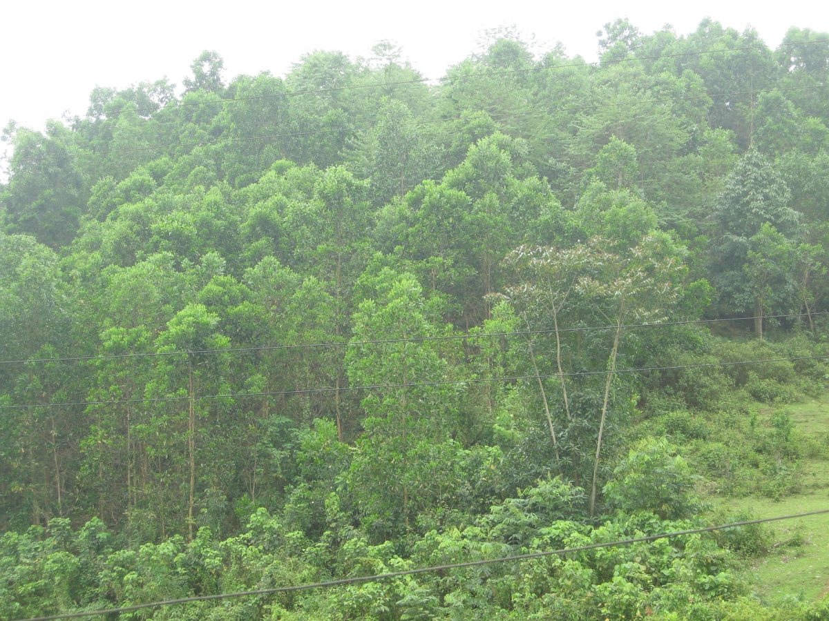 Quang Bình phát huy vai trò của kinh tế rừng