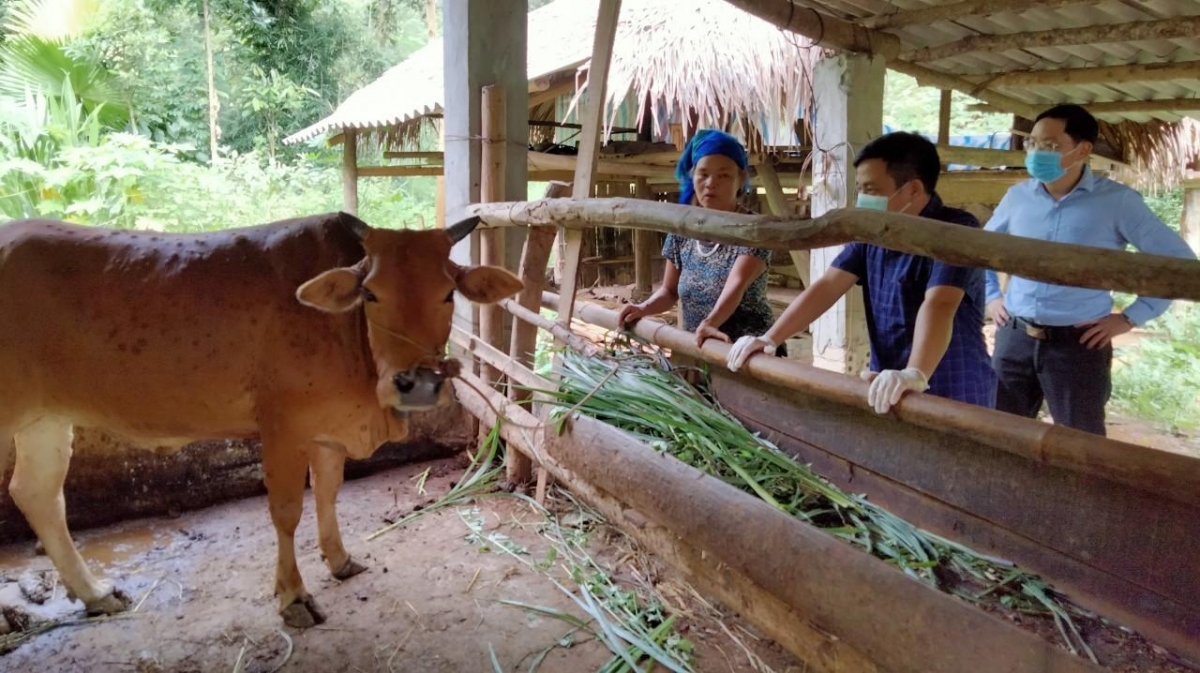 Đoàn công tác Chi cục thú y tỉnh kiểm tra bệnh viêm da nổi cục trên trâu, bò tại xã Yên Hà( Quang Bình)