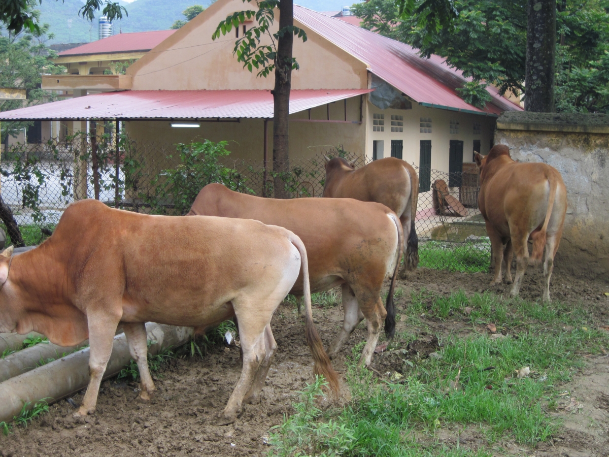 Bắc Quang đẩy mạnh phát triển chăn nuôi gia súc theo hướng hàng hoá