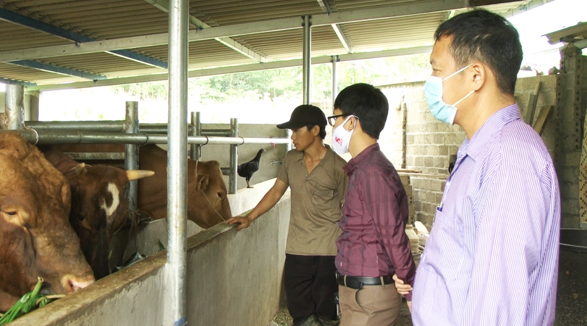 Quản Bạ: Khống chế thành công dịch bệnh viêm da nổi cục trên trâu, bò