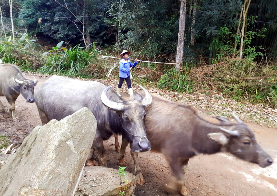 11 huyện, thành phố của tỉnh sẽ được hỗ trợ phí bảo hiểm đối với trâu, bò