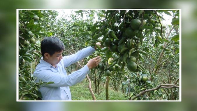 Quang Bình phục hồi và phát triển bền vững cây cam sành - Ngày 13/11/2022