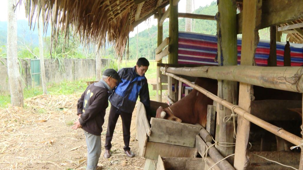 Yên Định chú trọng phòng chống đói rét cho đàn gia súc