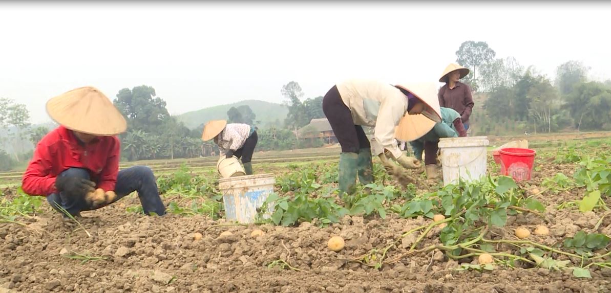 Quang Bình: Hiệu quả liên kết sản xuất khoai tây trắng