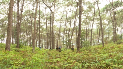 Hiệu quả từ công tác quản lý bảo vệ phát triển rừng ở Hà Giang - Ngày 11/2/2024