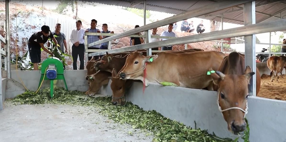 Hoàng Su Phì đảm bảo chất lượng bò giống cho người dân