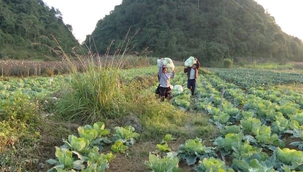 Quản Bạ liên kết tạo sinh kế cho người dân - Ngày 6/3/2024