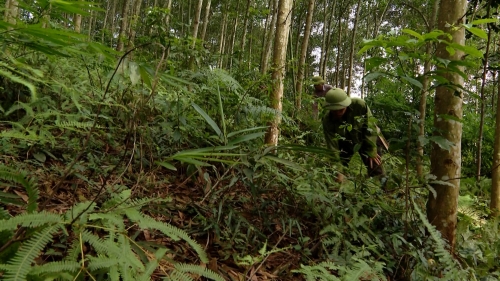 Quang Bình tăng cường siết chặt công tác quản lý bảo vệ phát triển rừng và PCCCR - Ngày 10/3/2024