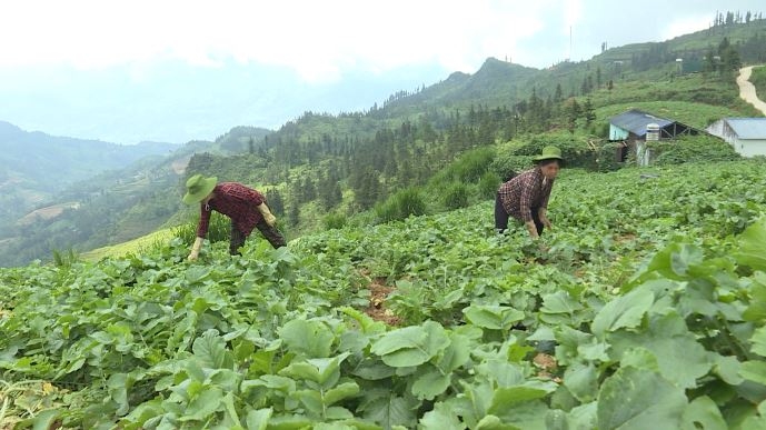 Nông dân Xín Mần với phong trào thi đua sản xuất kinh doanh giỏi - Ngày 10/6/2023