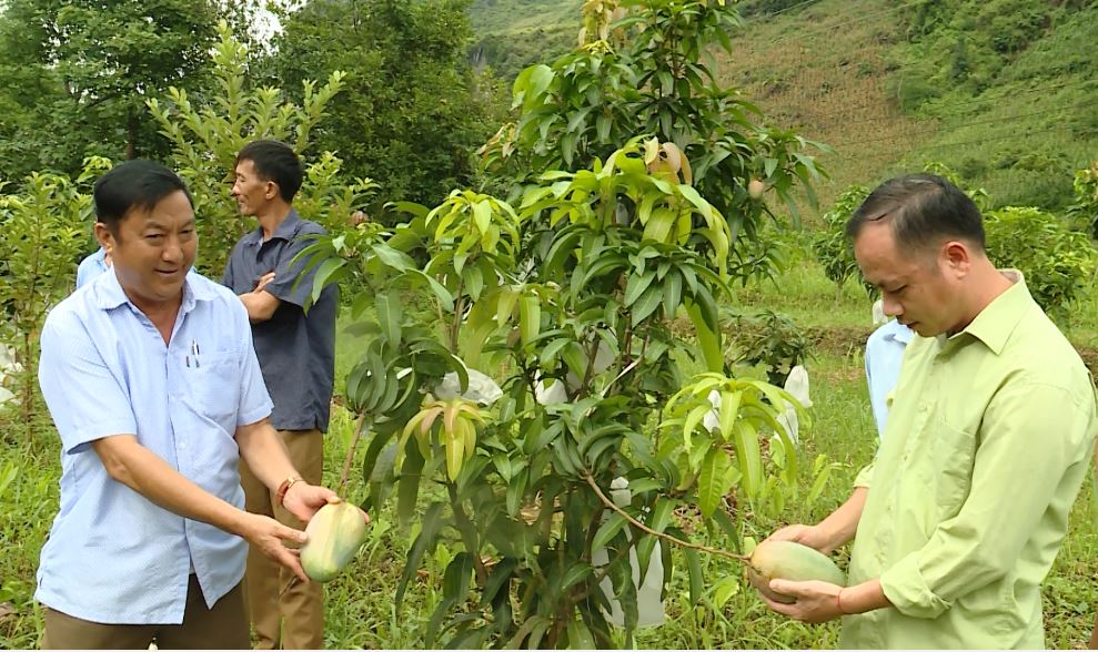 Yên Minh: Hiệu quả từ trồng cây xoài giống nhập ngoại