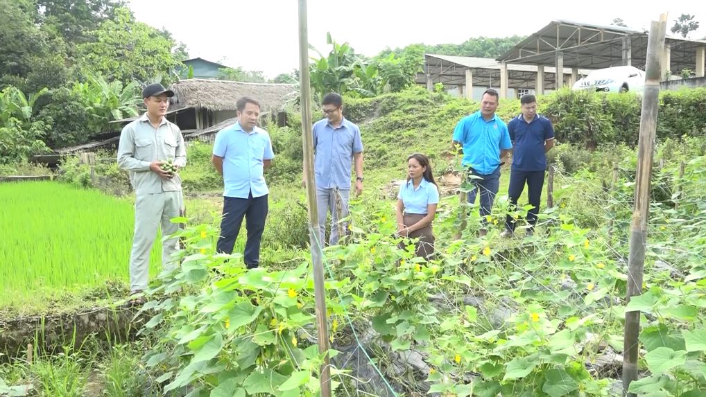 Chương trình liên kết chuỗi sản phẩm trồng Dưa chuột bao tử tại huyện Xín Mần