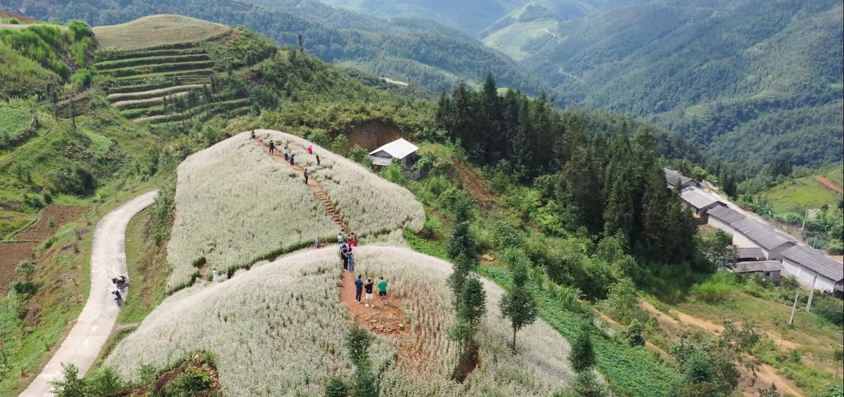 Đồng Văn: Hoa Tam giác mạch đầu mùa hấp dẫn du khách