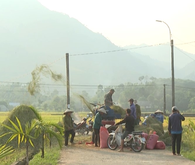 Vị Xuyên: Nông dân xã Việt Lâm thu hoạch lúa vụ mùa