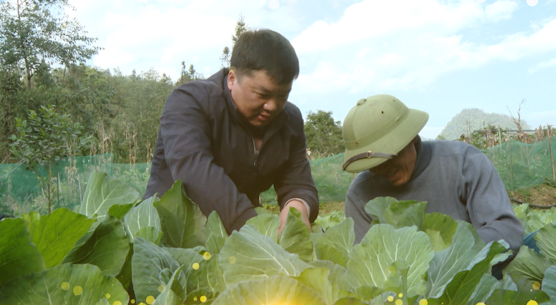 Nông dân Chảo Dâu Chín đi đầu trong việc cải tạo vườn tạp ở xã Cao Mã Pờ - Ngày 21/12/2023