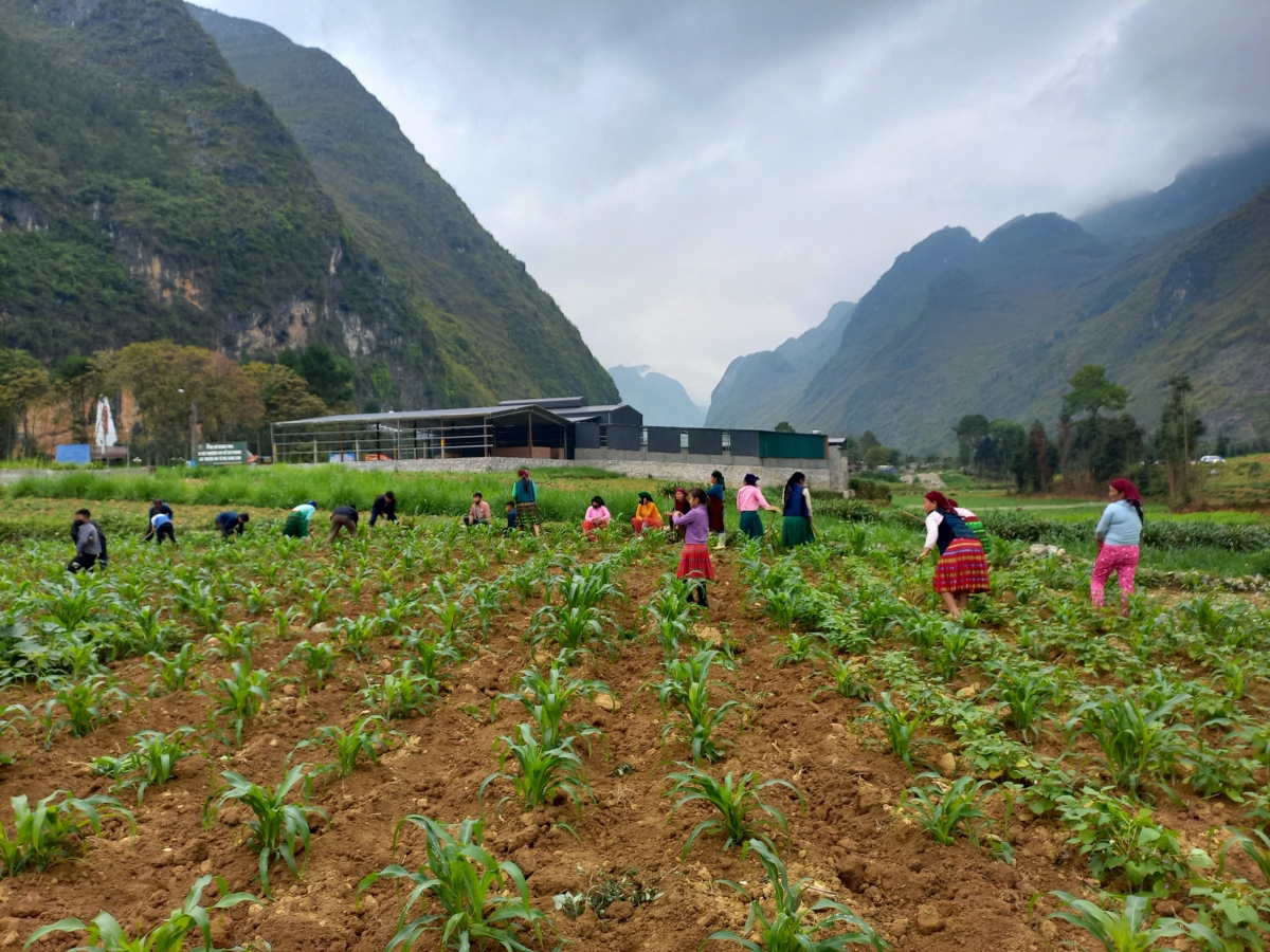 Bà con nhân dân thị trấn Mèo Vạc chăm sóc cây ngô vụ xuân hè năm 2022