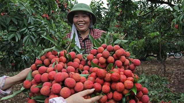 Xoài, vải, mận... "vượt bão" COVID-19