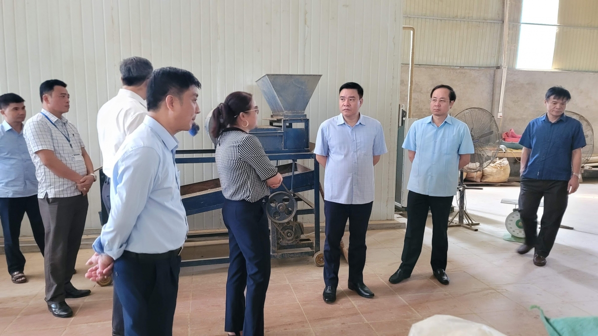 Phó Chủ tịch TT UBND tỉnh Hoàng Gia Long kiểm tra tiến độ Dự án liên kết trồng lạc tại xã Đồng Yên( Bắc Quang)